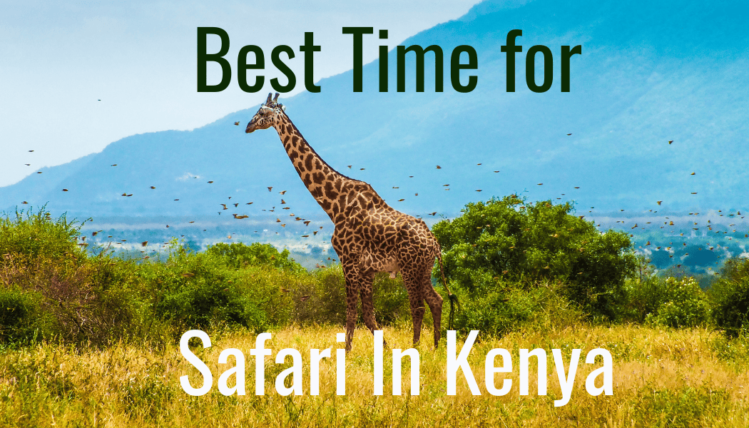 Best time for safari in kenya