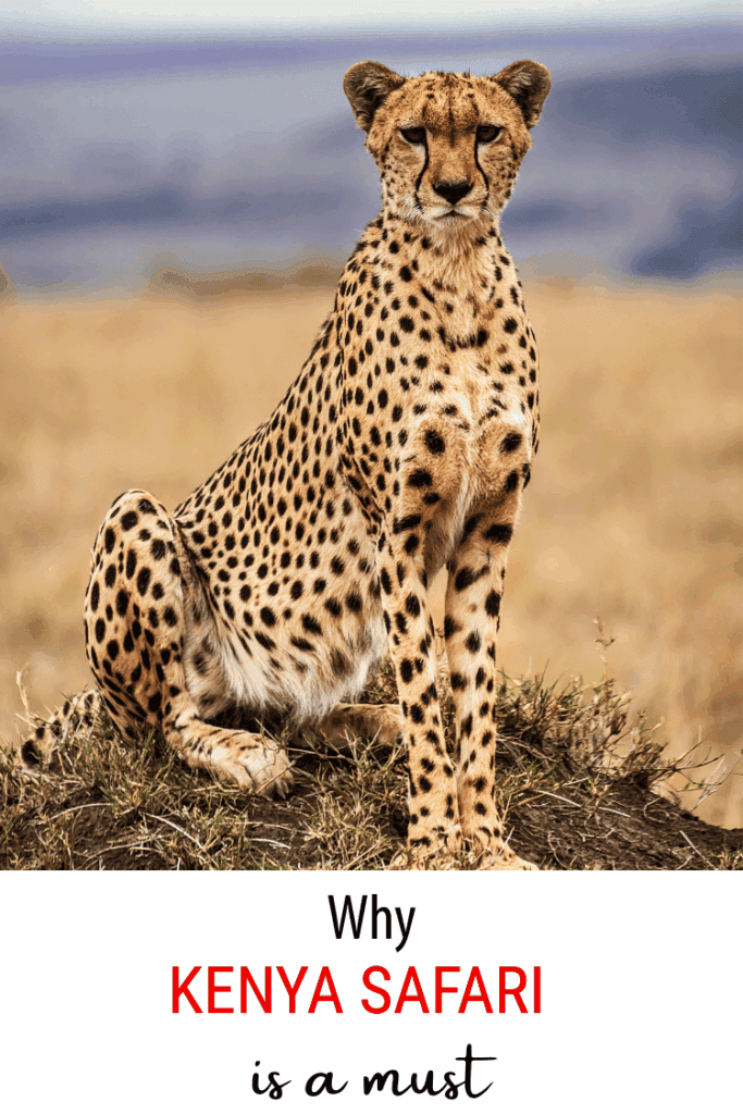 wildlife is a reason enough to visit kenya